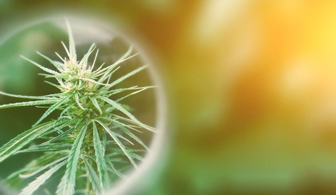 The Studied Benefits of Cannabis on Epileptic Seizures