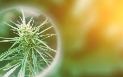 The Studied Benefits of Cannabis on Epileptic Seizures