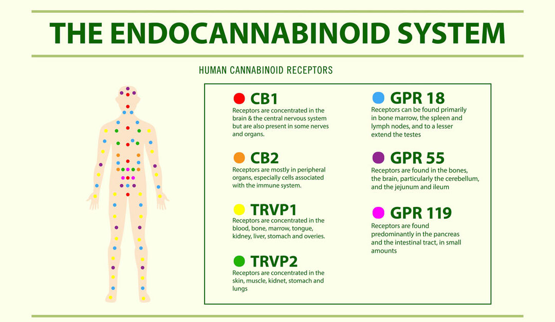 Your Amazing Endocannabinoid System