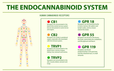 Your Amazing Endocannabinoid System