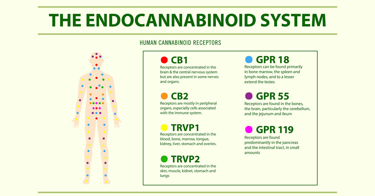 Your Amazing Endocannabinoid System - GreenCore Specialty Insurance