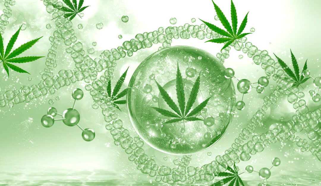 How Your Genes (DNA) Affect Your Response to Cannabis