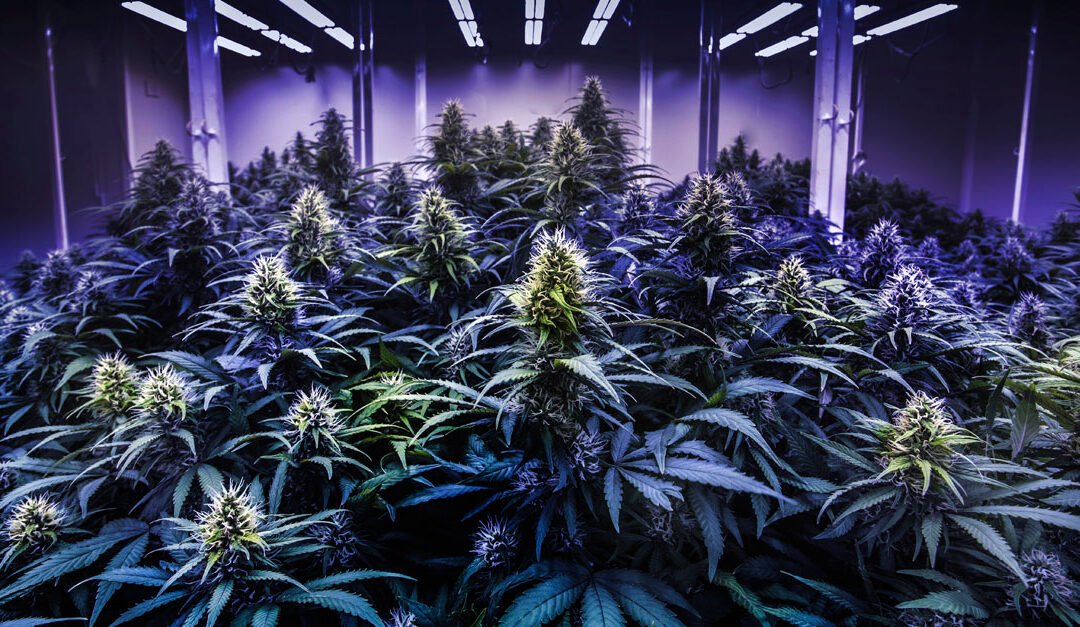 Master Tips For Home Cannabis Cultivation